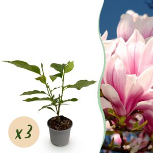 Magnolia soulangeana - Blume Rosa - 3 Pflanzen - Laubabwerfend - Pflegeleicht