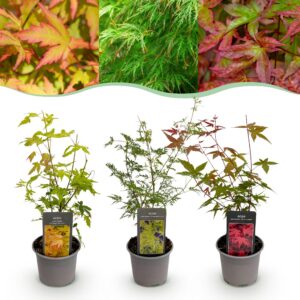 Acer palmatum Tricolour - Rot-Grün-Orange - 3 Pflanzen - Laubabwurf - Pflegeleicht
