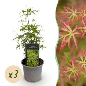 Acer palmatum Seiryu - Green 3 Plants - Laubabwerfend - Pflegeleicht