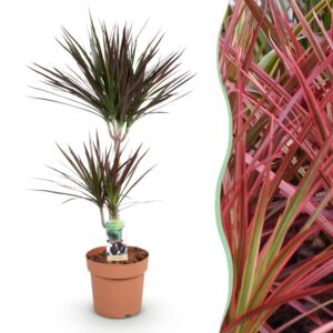 5a615019686a46fb8662f963ced769d5e633ca8ed0b6487e8f06706cd622810a.jpg Dracaena Magenta - Drachenbaum - Pflegeleicht - Grün