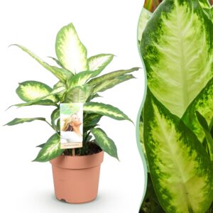 477f140aad594ff9a637aad231a3781c490ea92f56d840b1b178cb0b604e1394.jpg Diefenbachia Camilla - Dieffenbachia - Pflegeleicht - Grün