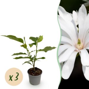 Magnolia stellata Royal Star - Blüte Weiß - 3 Pflanzen - Laubabwerfend - Pflegeleicht