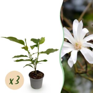 Magnolia stellata - Blüte Weiß - 3 Pflanzen - Laubabwerfend - Pflegeleicht