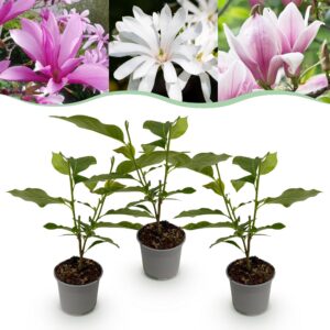 Magnolia Tricolour - Blüte Weiß-Rosa-Violett - 3 Pflanzen - Laubabwerfend - Pflegeleicht