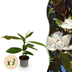Magnolia grandiflora - Blüte Weiß - 3 Pflanzen - Immergrün - Pflegeleicht