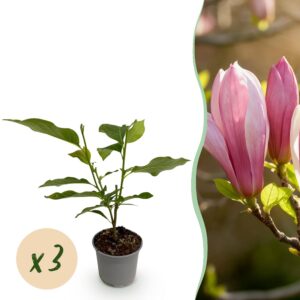 Magnolia Ricki - Blume Rot - 3 Pflanzen - Laubabwerfend - Pflegeleicht