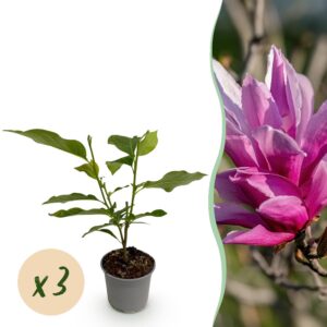 Magnolia liliiflora Nigra - Blume Lila - 3 Pflanzen - Laubabwerfend - Pflegeleicht