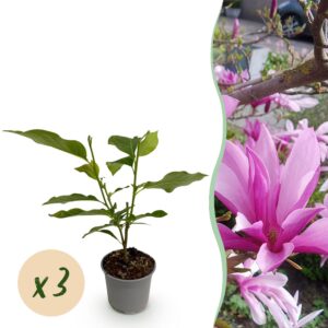 Magnolia Susan - Blume Lila - 3 Pflanzen - Laubabwerfend - Pflegeleicht
