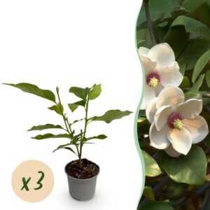 8aaf64b144b64025b1703c3246099c40d1a7e4af83fe4aefadb2211c6638b1f3.jpg Magnolia sieboldii - Blüte Weiß-Rot - 3 Pflanzen - Laubabwerfend - Pflegeleicht