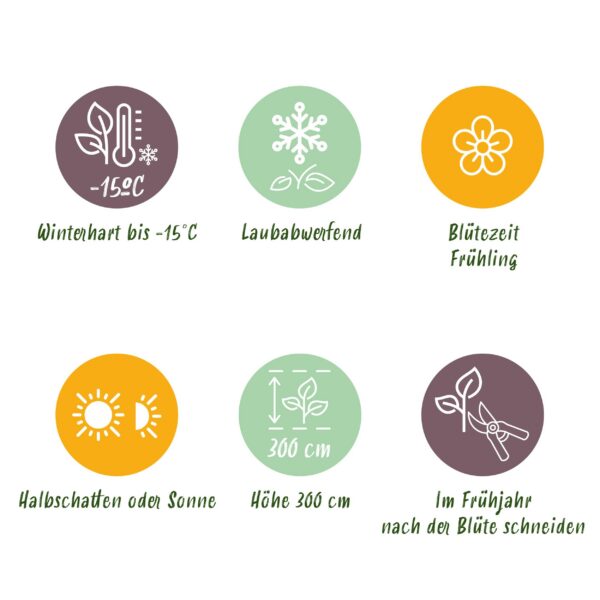 Magnolia sieboldii - Blüte Weiß-Rot - 3 Pflanzen - Laubabwerfend - Pflegeleicht