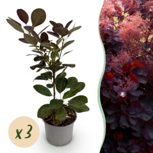 74d279e0fb1d4eb0a53fa38fca4ef385df1c3e84b754445f9bbbaed03af27084.jpg Cotinus coggyria Royal Purple - Violett - 3 Pflanzen - Laubabwerfend - Pflegeleicht