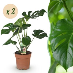 32dba4de1d404b2694396102dffc9bc309227f091a1f4beaa66e9af2e124b96b.jpg Monstera Deliciosa - Lochpflanze - Pflegeleicht - Grün - 2 Pflanzen
