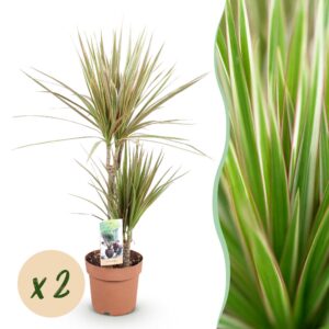 e8b524fd862b4ff6b87333b80e6133213b5efb0105ef4397b0aef3e4a1cd683d.jpg Dracaena Marginata Bicolor - Drachenbaum - Pflegeleicht - Grün - 2 Pflanzen