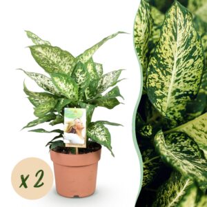 3474e190a12746b0b56031449d2d4382c48942ea0cad429db865e7430c199753.jpg Diefenbachia Compacta - Dieffenbachia - Pflegeleicht - Grün - 2 Pflanzen
