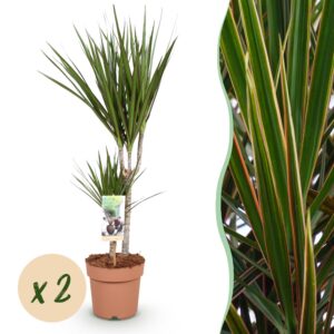 d63287c36620473fbeb17de92978b6108510b8fed8804f9083447b94f24330f1-1.jpg Dracaena Marginata - Drachenbaum - Pflegeleicht - Grün - 2 Pflanzen