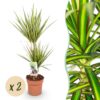 625df646113f403b8ea8242496dd4a88855ab14aa51146bb886492965a1f931a.jpg Dracaena Sunray - Drachenbaum - Pflegeleicht - Grün - 2 Pflanzen
