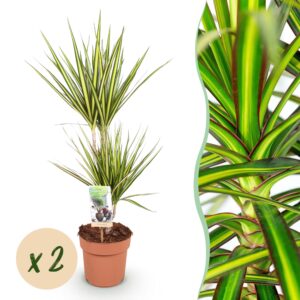 625df646113f403b8ea8242496dd4a88855ab14aa51146bb886492965a1f931a.jpg Dracaena Sunray - Drachenbaum - Pflegeleicht - Grün - 2 Pflanzen