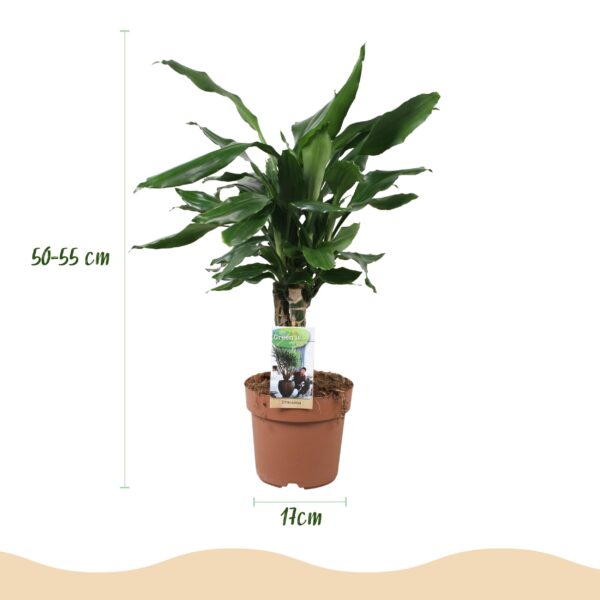 Dracaena fragrans Steudneri - Drachenblutbaum - Pflegeleicht - Grün - 2 Pflanzen