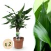 Dracaena fragrans Steudneri - Drachenblutbaum - Pflegeleicht - Grün - 2 Pflanzen