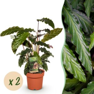 70822cbf34884846a91a2ec7ba2cb4aba2d0b5bb750c4f54bf33a0bf70fdf60f.jpg Calathea Rufibarba - Pfauenpflanze - Pflegeleicht - Grün - 2 Pflanzen