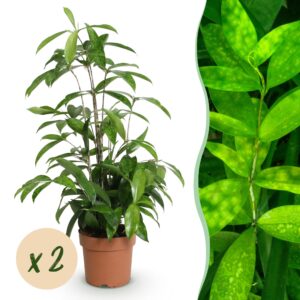 ea53f4d696e84bd8b3900ca1400c00f6db2fee8400294b7688c85debafb4ebdd.jpg Dracaena surculosa - Drachenblutbaum - Pflegeleicht - Grün - 2 Pflanzen
