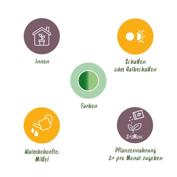 Diefenbachia Camilla - Dieffenbachia - Pflegeleicht - Grün - 2 Pflanzen