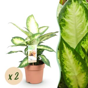 e0f50ff60d344f1f96acb3832c8ce7e4bdb09d1db4a54c24a877cf3bad327e3c.jpg Diefenbachia Camilla - Dieffenbachia - Pflegeleicht - Grün - 2 Pflanzen