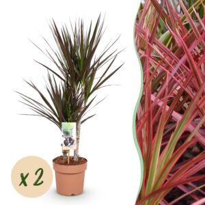 a75a98e518b4447fb20143d48b24badd578c9cc8c954438783cf5f0e63688e02.jpg Dracaena Magenta - Drachenbaum - Pflegeleicht - Grün - 2 Pflanzen