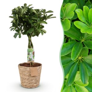 96989418a1d148b6ad339366cb68f7fd116c7b3aef6745fc8677e2df623568b1.jpg Schefflera Nora - Fingerbaum - Pflegeleicht - mit Korb - Grün