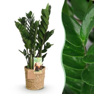 a6d735fbd3aa4c2c8429e4beed3e55851f9e1ff01e8346e894f62e7511b73ea4.jpg Zamioculcas - ZZ-plant - Pflegeleicht - mit Korb - Grün