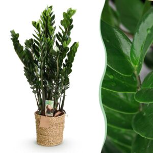 954edccc498943c98df0962cf2b5617fc3b4f9dd3787499bbf52bf0f1e32c226.jpg Zamioculcas - ZZ-plant - Pflegeleicht - mit Korb - Grün