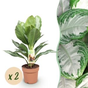 51aefa4a8fc84dafa54b9947ba8e0a54be6e21c532694bf7a5e48a55b2c2e886.jpg Aglaonema Silver Bay - Silberblatt - Pflegeleicht - Grün - 2 Pflanzen