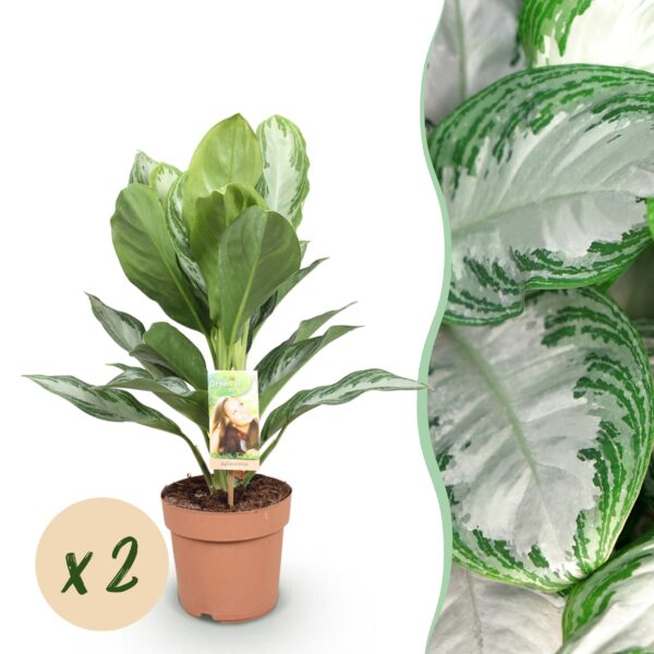 Aglaonema Silver Bay - Silberblatt - Pflegeleicht - Grün - 2 Pflanzen