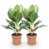 Aglaonema Silver Bay - Silberblatt - Pflegeleicht - Grün - 2 Pflanzen