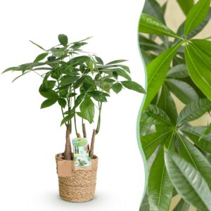 8c9a3d75dd5f41ff8df7f12c899571a8bc8a22e7915a4adea138d802df651c39.jpg Pachira Aquatica mehrstämmig - Geldbaum - Pflegeleicht - mit Korb - Grün