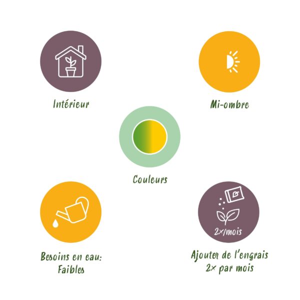 272604cd452440a1bed1e6e0ddf71ea3b9992bcee9f842dcba91e40b568868c9.jpg Sansevieria Laurentii - Weibliche Zunge - Pflegeleicht - mit Korb - Grün