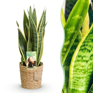 bfe9d6e4937f45b9a8fac6a2900fcd476aa216738f524c35b5583b21b626a457.jpg Sansevieria Laurentii - Weibliche Zunge - Pflegeleicht - mit Korb - Grün