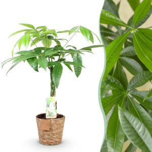 8bb7b574a6fe461abd76933b3ae06548209da0b532bc4666824b6d3568bcefce.jpg Pachira Aquatica geflochtener Stamm - Geldbaum - Pflegeleicht - mit Korb - Grün