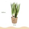 251149e23e644c3aa4a8ef21723a2c5eb7b80a95b06c4866af0c6d62ba66225b.jpg Sansevieria Laurentii - Weibliche Zunge - Pflegeleicht - mit Korb - Grün