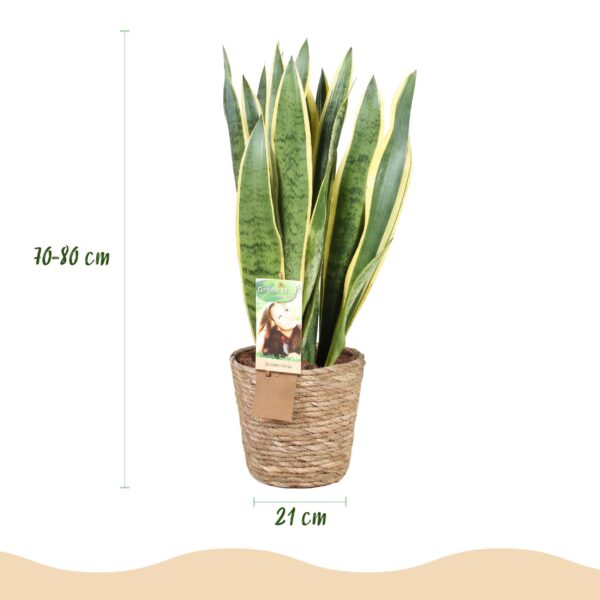 251149e23e644c3aa4a8ef21723a2c5eb7b80a95b06c4866af0c6d62ba66225b.jpg Sansevieria Laurentii - Weibliche Zunge - Pflegeleicht - mit Korb - Grün