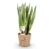 54c94302f2374764bdae2155351ccdc68e1f1ac92f6d4f13bcf4f4d90fd427d5.jpg Sansevieria Laurentii - Weibliche Zunge - Pflegeleicht - mit Korb - Grün