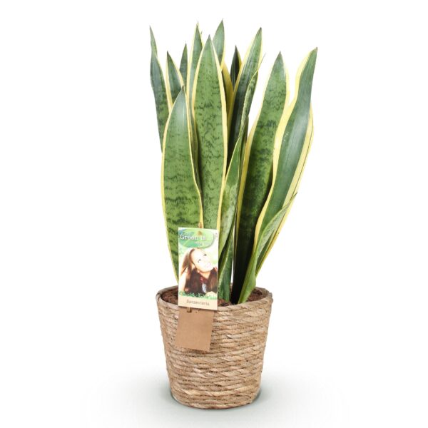 54c94302f2374764bdae2155351ccdc68e1f1ac92f6d4f13bcf4f4d90fd427d5.jpg Sansevieria Laurentii - Weibliche Zunge - Pflegeleicht - mit Korb - Grün