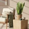 cdb972dc90314401968a96da2d82ff9ed52482c7c8734d98980ce71e331f40f7.jpg Sansevieria Laurentii - Weibliche Zunge - Pflegeleicht - mit Korb - Grün