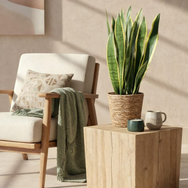 cdb972dc90314401968a96da2d82ff9ed52482c7c8734d98980ce71e331f40f7.jpg Sansevieria Laurentii - Weibliche Zunge - Pflegeleicht - mit Korb - Grün