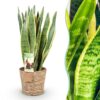 f32cd030bb104ff4a6dbef3086b00cf09033e9c0339a4935850856917195ba40.jpg Sansevieria Laurentii - Weibliche Zunge - Pflegeleicht - mit Korb - Grün