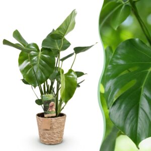 bc4ad72637de49868181c4ce3b910eac1870b674b70a468197573cbd2e8aa844.jpg Monstera Deliciosa - Lochpflanze - Pflegeleicht - mit Korb - Grün