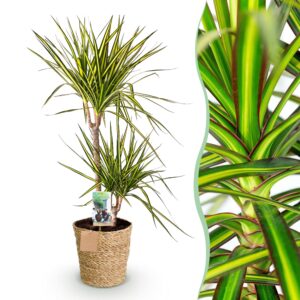 14f5cfec423d4d96a20129e8bb68f66e542ec089f09b4f1b902ee8d35c011f6b.jpg Dracaena Sunray - Drachenbaum - Pflegeleicht - mit Korb - Grün