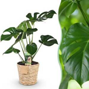 99da1a2b7eac4b729c351681de112b694139455d52ef44f2978ad880f62ec650.jpg Monstera Deliciosa - Lochpflanze - Pflegeleicht - mit Korb - Grün