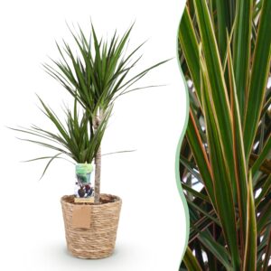 80fac3e2855443259792d5c7c4732c7e72da9b5e409d4eb68daa29a1e0fc3b38.jpg Dracaena Marginata - Drachenbaum - Pflegeleicht - mit Korb - Grün
