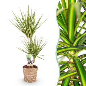 180cdb6b5ce6478ab06c89ed3848f7664b702093422a485c8479a45fed81a6d5.jpg Dracaena Sunray - Drachenbaum - Pflegeleicht - mit Korb - Grün
